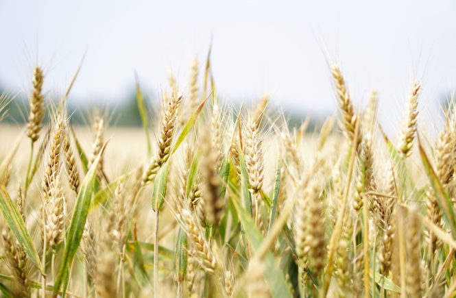 wheat field go gluten free
